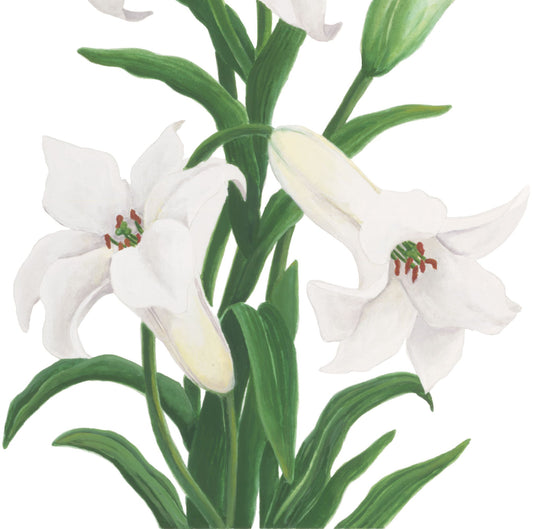 Lilies in Bloom