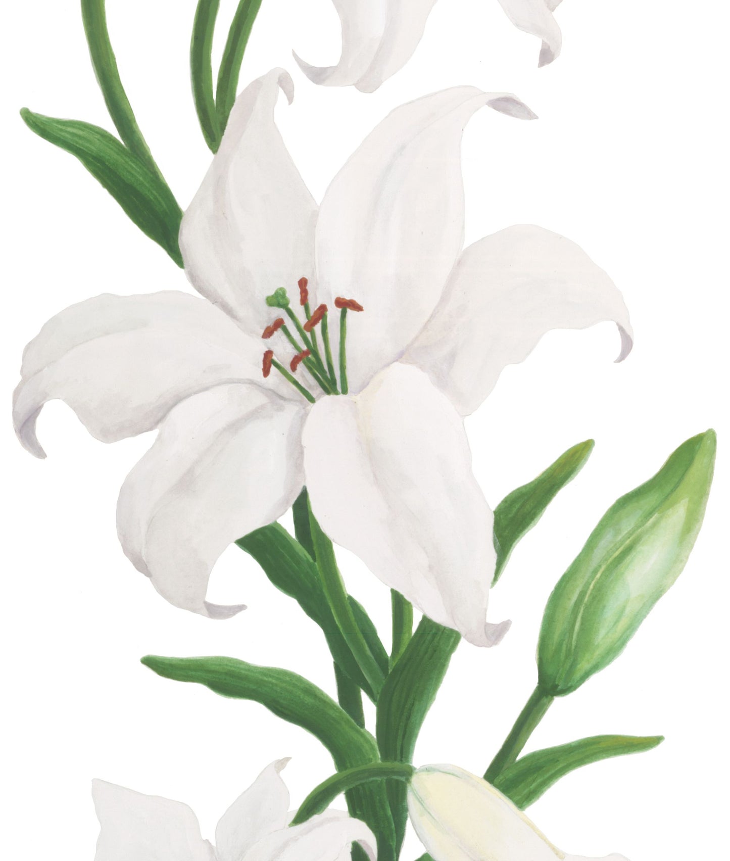 Lilies in Bloom