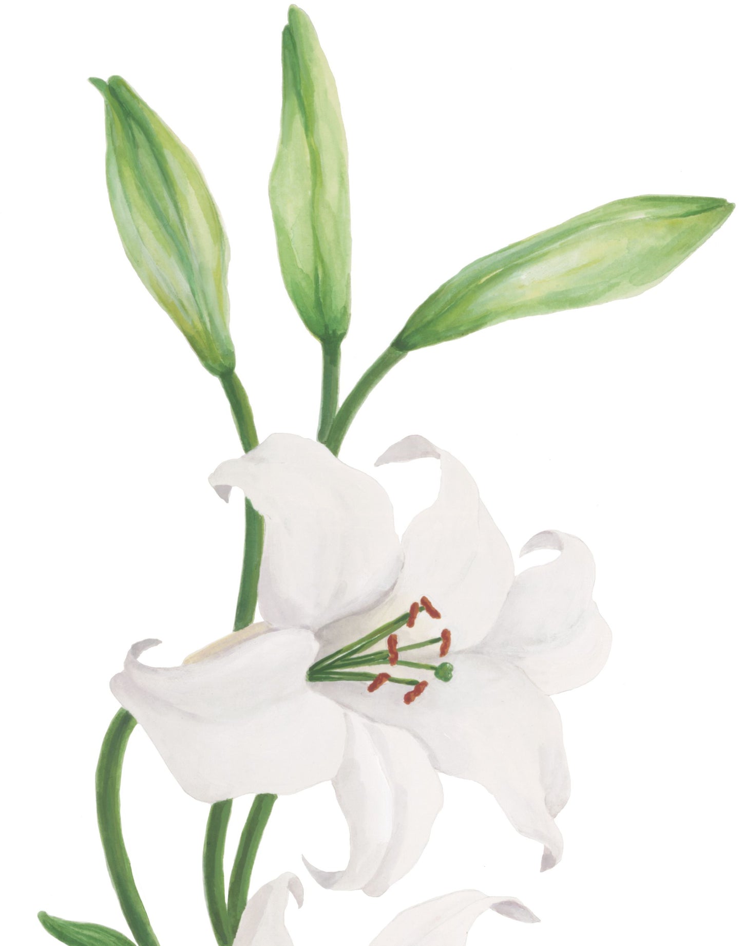 Lilies in Bloom